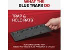 Tomcat Mouse &amp; Rat Trap
