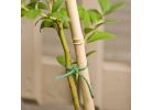 Gardener&#039;s Blue Ribbon BB5N Plant Stake, 5 ft L, Bamboo, Natural Natural