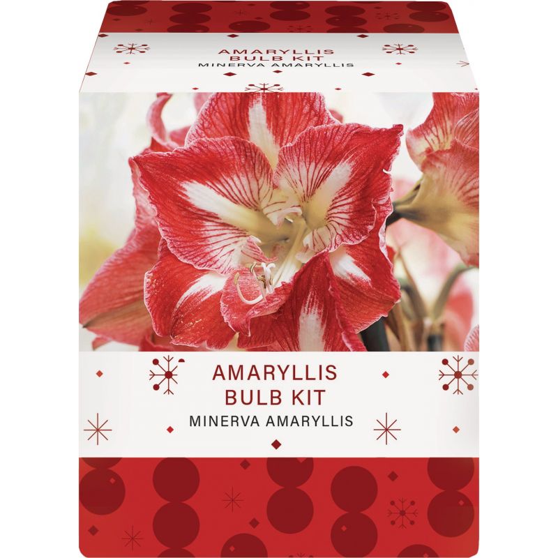 GSB Amaryllis Gift Box Flower Bulb Mixed (Pack of 16)