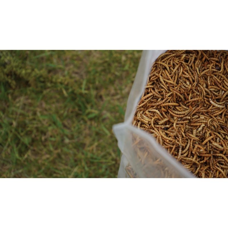 Wonder Grubs Mealworms Feed Supplement 5 Lb.