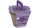 TotalGreen Holland Lavender Grow Kit Purple