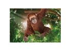 Schleich-S 14775 Figurine, 3 to 8 years, Female Orangutan, Plastic