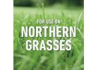 Roundup For Lawns Northern Formula Weed Killer 32 Oz., Hose End