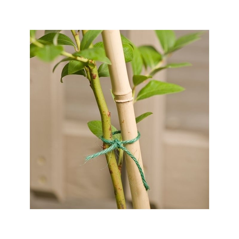 Gardener&#039;s Blue Ribbon BB6N Plant Stake, 6 ft L, Bamboo, Natural Natural