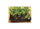 Ferry-Morse J336GS Seed Starting Greenhouse Kit