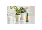 Miracle-Gro 2000532 Succulent Plant Food, 8 oz Bottle, Liquid, 0.5-1-1 N-P-K Ratio Hazy/Slightly Hazy