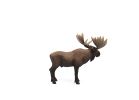 Schleich-S 14781 Figurine, 3 to 8 years, Moose Bull, Plastic
