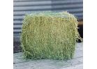 Standlee Premium Western Forage Grab &amp; Go Timothy Bale Horse Feed Supplement 50 Lb.