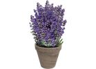TotalGreen Holland Lavender Grow Kit Purple
