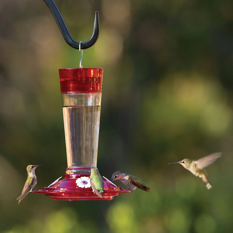More Birds Ruby Hummingbird Feeder 10 Oz., Red