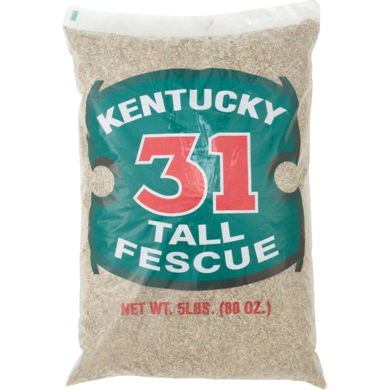 Barenbrug Kentucky 31 Tall Fescue Grass Seed Medium-Coarse Texture, Light Green Color