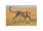 Schleich-S 14746 Figurine, 3 to 8 years, Female Cheetah, Plastic