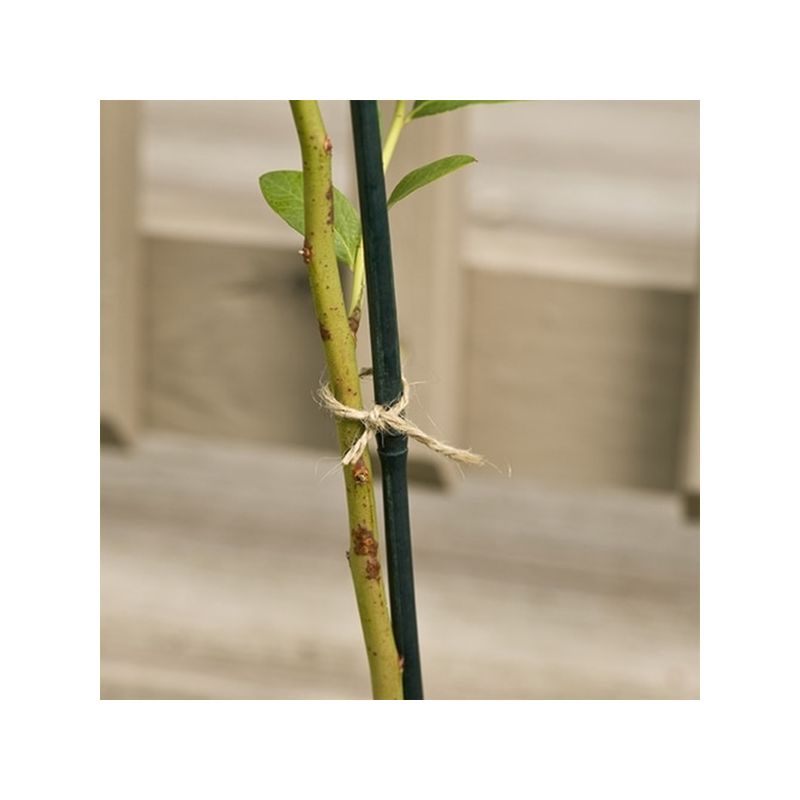 Gardener&#039;s Blue Ribbon BB3 Plant Stake, 3 ft L, Bamboo, Natural Bamboo Natural Bamboo