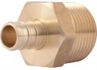SharkBite Brass Male PEX Adapter 1/2 In. CF X 3/4 In. MPT