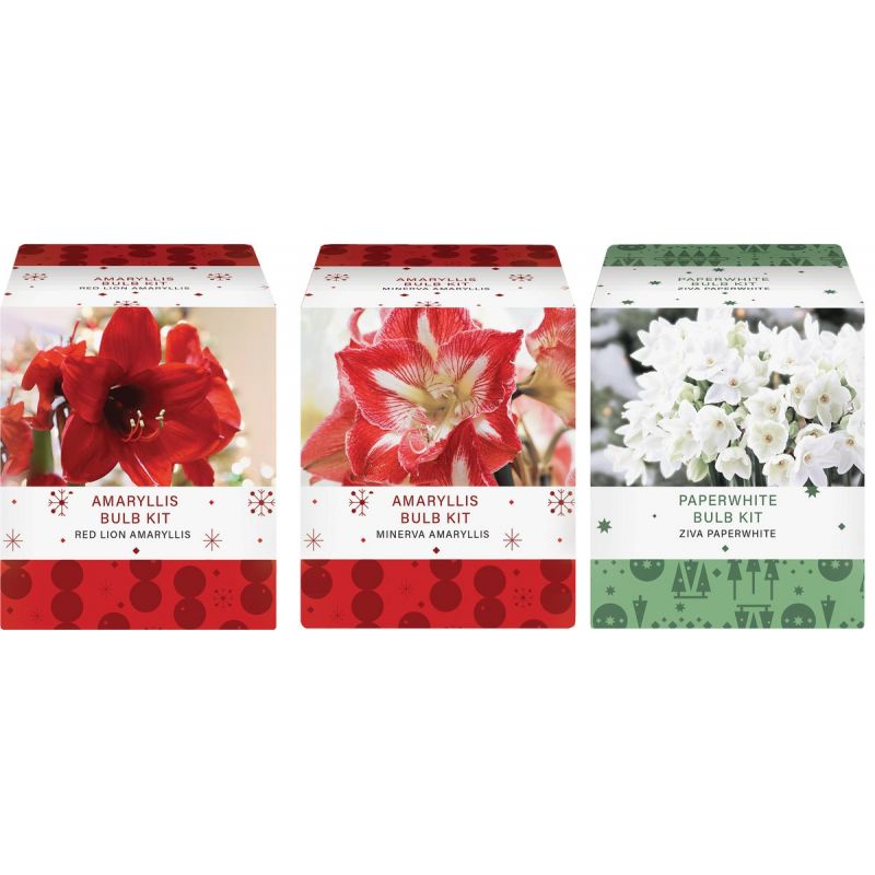 GSB Amaryllis Gift Box Flower Bulb Mixed (Pack of 16)