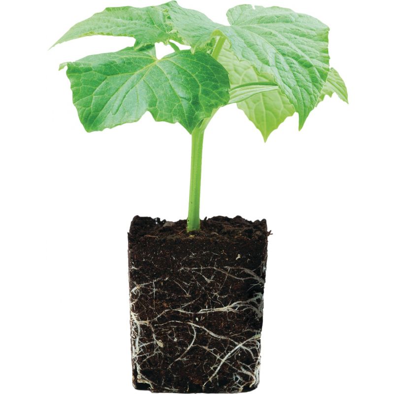 Burpee Organic Starter &amp; Transplanting Dry Plant Food 4 Lb.