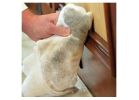Trimaco SuperTuff 10806/6 Absorbent Towel, 14 in L, 14 in W, Microfiber, White White